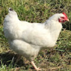 Meet your Posher, Susan